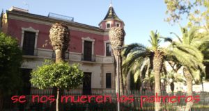 SE NOS MUEREN LAS PALMERAS por Jesús Pelegrín.