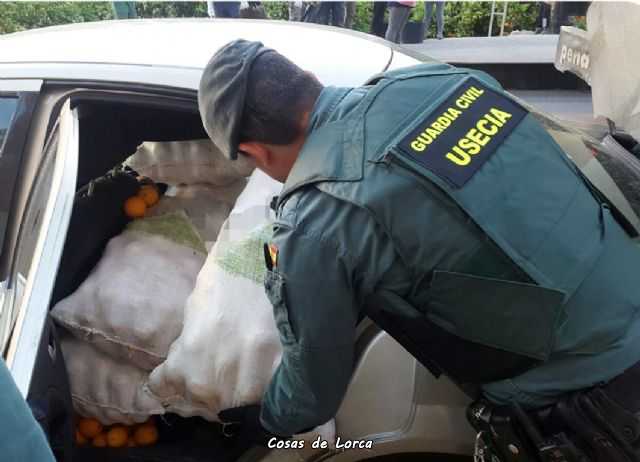 toneladas de naranjas