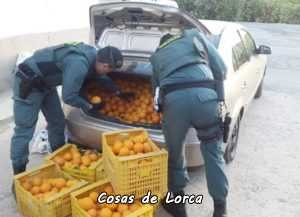 Detienen a cuatro personas con más de dos toneladas de naranjas robadas en Almendricos-Lorca. 5