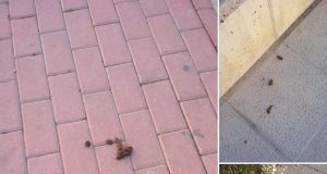 Tras la campaña informativa, anuncian multas a los dueños de mascotas que ensucien la calle.