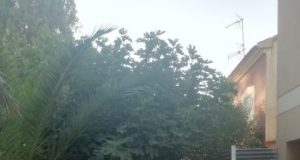 IU-Verdes Lorca preguntará en el pleno por la intención de concluir la regeneración urbana de la alameda Virgen de las Huertas