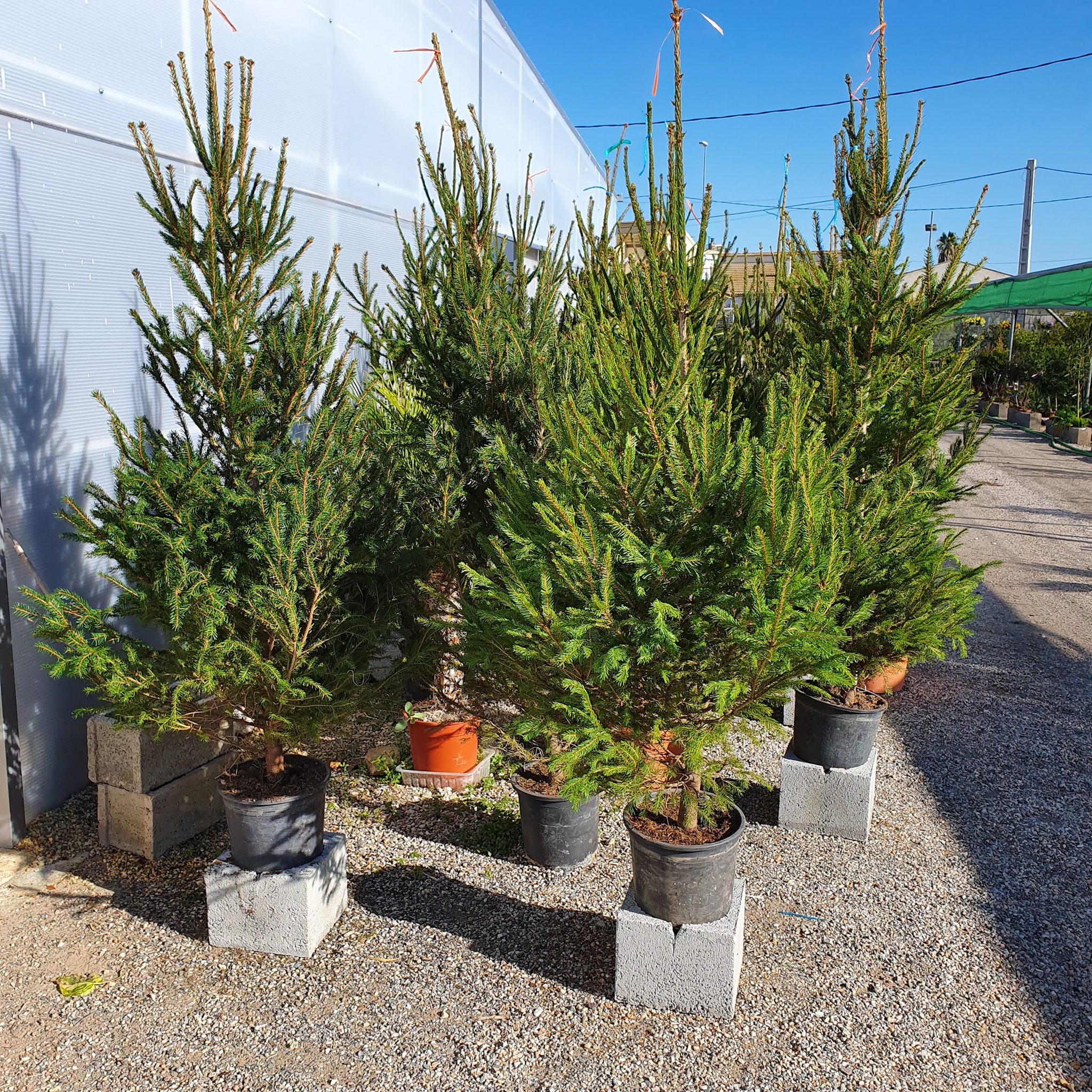 78625431 2520626828006516 96024194449408000 o