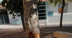 IU-Verdes Lorca denuncia que los vecinos del residencial Unión Europea viven atemorizados por un individuo violento que les amenaza con un hacha