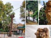 Más arte y menos corte, propuesta para dar uso a troncos centenarios enfermos