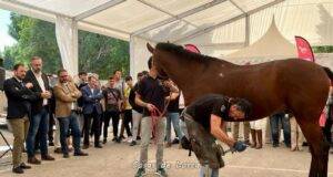 FERICAB 2022 se celebra con récord de yeguadas y 250 caballos que participan tanto en los concursos como en el espectáculo ecuestre de los días 14 y 15 de octubre