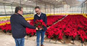 El Ayuntamiento de Lorca iniciará durante los próximos días la plantación de las tradicionales flores de pascua en los parques y jardines del municipio