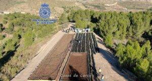 La policía descubre en Lorca una plantación con más de mil plantas de marihuana