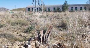 Los tendidos eléctricos masacran 13 ejemplares de buitre leonado en Lorca