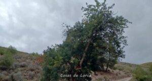 El Ayuntamiento de Lorca procede al vallado de dos ejemplares de árboles monumentales en Zarcilla de Ramos y Morata