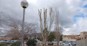 El Ayuntamiento de Lorca retira tres ejemplares de árbol enfermos de la especie ‘populus’ con riesgo de caída situados en el Parque de Las Artes Escénicas