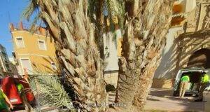 El Ayuntamiento de Lorca informa de un tratamiento contra el pulgón, previsto para este miércoles, en el arbolado de las calles de la urbanización Alameda de Los Tristes