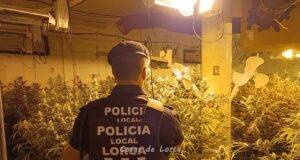La Policía Local desmantela un cultivo de más de 300 plantas de marihuana en una vivienda de la pedanía de Marchena