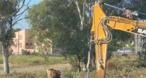 Nuevo atentando contra el patrimonio arbóreo de Lorca