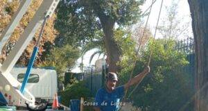 Un arborista realiza un seguimiento a los ejemplares susceptibles de sufrir fatiga y estrés térmico en Lorca