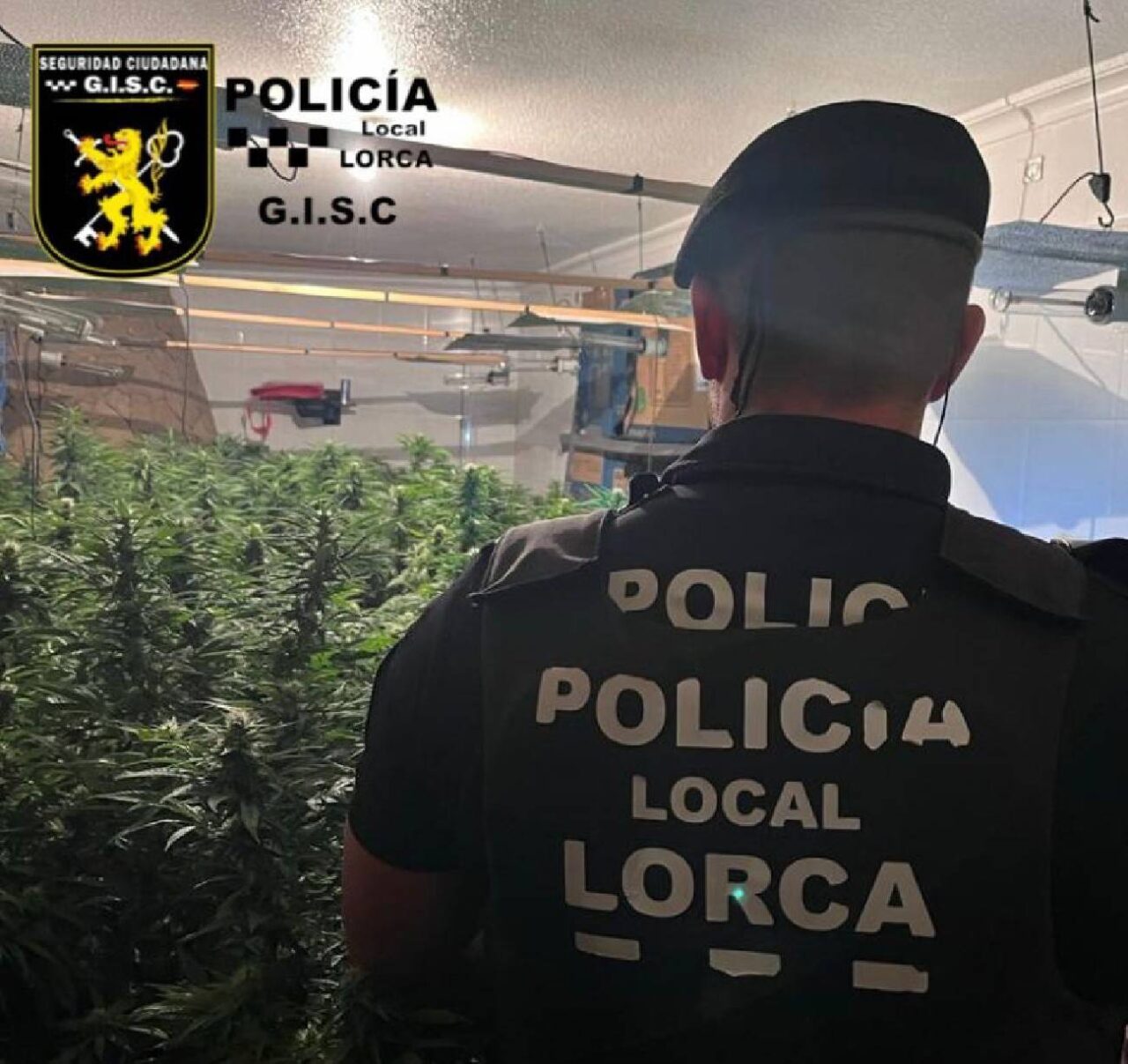 MARIHUANA