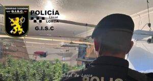 Policía Local desmantela un cultivo de más de 100 plantas de marihuana en una vivienda del barrio de San Lázaro
