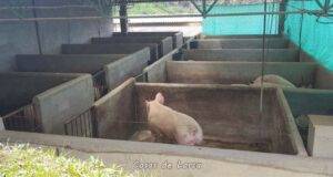 Ecologistas en Acción recurre la ampliación de una granja de porcino en Lorca