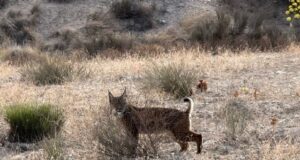 Las Tierras Altas de Lorca cuentan desde hoy con dos nuevos linces ibéricos