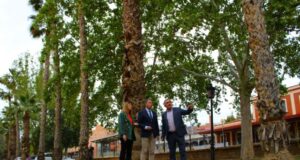 El Ayuntamiento de Lorca ha vuelto a solicitar a Adif que tome medidas para preservar la integridad de más de 300 árboles que se ven afectados por las obras de soterramiento