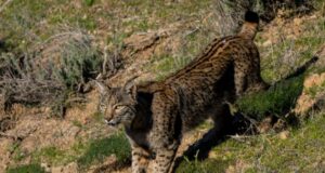 Medidas urgentes para asegurar el éxito de la reintroducción del lince ibérico en Lorca