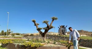El Ayuntamiento renueva la rotonda de ‘Las Palmeras’ con nuevo arbolado y vegetación floral