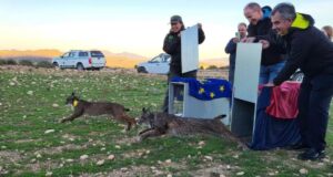 Liberados dos linces ibéricos adultos para consolidar la zona de reintroducción de las Tierras Altas de Lorca