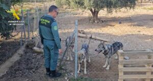 La Guardia Civil sorprende a un vecino de Lorca con cuatro lobos ibéricos como mascotas