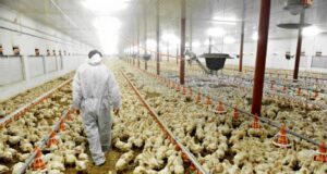 Ecologistas en Acción rechazan la ampliación de una macrogranja avícola en Lorca