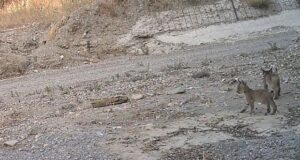 Una nueva camada de lince ibérico detectada, refuerza el éxito del programa europeo Life LynxConnect