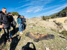 Tres ejemplares juveniles de buitre leonado son liberados en el embalse de Valdeinfierno de Lorca