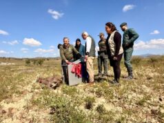 Lorca se consolida como santuario del lince ibérico con la llegada de ‘Wonders’ lorca se refuerza como ''territorio lince'' con la llegada de ''wonders'', un cachorro huérfano procedente de extremadura