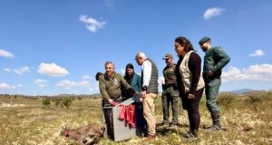 Lorca se consolida como santuario del lince ibérico con la llegada de ‘Wonders’ lorca se refuerza como ''territorio lince'' con la llegada de ''wonders'', un cachorro huérfano procedente de extremadura