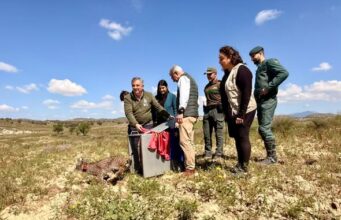 Lorca se consolida como santuario del lince ibérico con la llegada de ‘Wonders’ lorca se refuerza como ''territorio lince'' con la llegada de ''wonders'', un cachorro huérfano procedente de extremadura