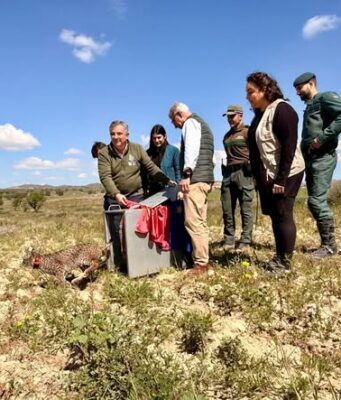 Lorca se consolida como santuario del lince ibérico con la llegada de ‘Wonders’ lorca se refuerza como ''territorio lince'' con la llegada de ''wonders'', un cachorro huérfano procedente de extremadura