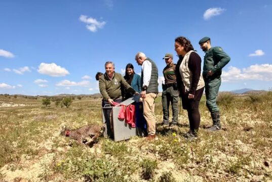Lorca se consolida como santuario del lince ibérico con la llegada de ‘Wonders’ lorca se refuerza como ''territorio lince'' con la llegada de ''wonders'', un cachorro huérfano procedente de extremadura