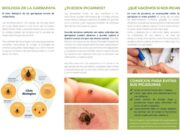 Lorca alerta del aumento de parásitos en primavera y refuerza las recomendaciones para proteger a mascotas y ciudadanos lorca alerta del aumento de parásitos en primavera y refuerza las recomendaciones para proteger a mascotas y ciudadanos