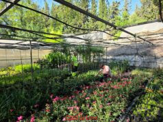 Los Viveros Municipales de La Torrecilla producen cada año más de 20.000 plantas para embellecer Lorca y sus pedanías fb img 1786267174526