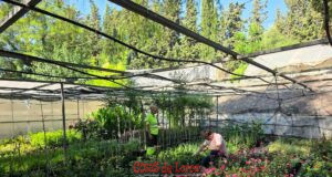 Los Viveros Municipales de La Torrecilla producen cada año más de 20.000 plantas para embellecer Lorca y sus pedanías fb img 1786267174526